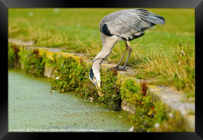 Grey Heron searching for food Framed Print by Chris Rabe