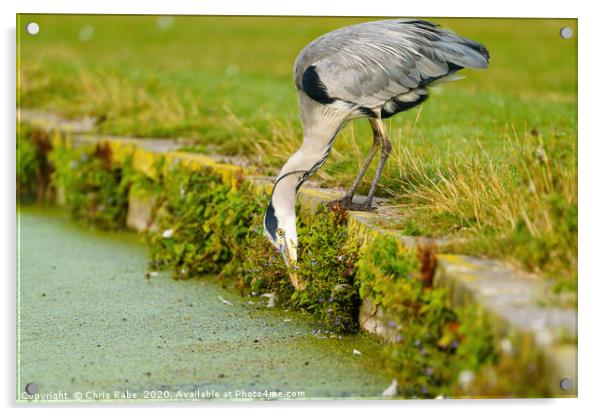 Grey Heron searching for food Acrylic by Chris Rabe