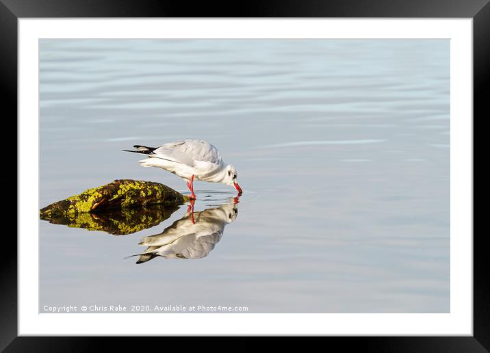Black-headed gull reflection Framed Mounted Print by Chris Rabe