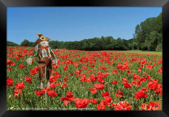 Scarecrow In Poppy Field  Framed Print by Alison Chambers