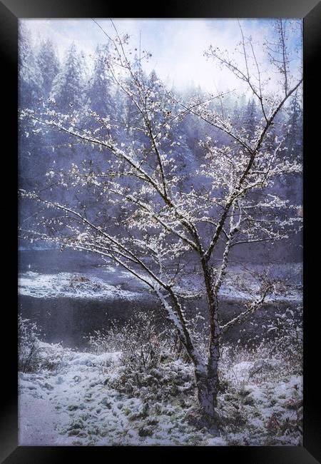 Snow Flowers Whimsy Framed Print by Belinda Greb