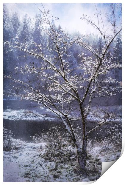 Snow Flowers Whimsy Print by Belinda Greb