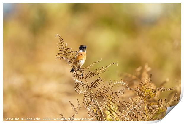 Male Stonechat  Print by Chris Rabe
