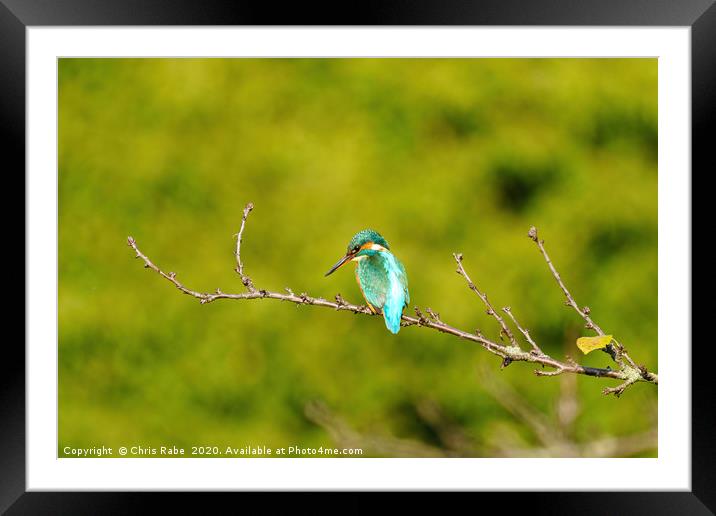 Common Kingfisher in autumn Framed Mounted Print by Chris Rabe