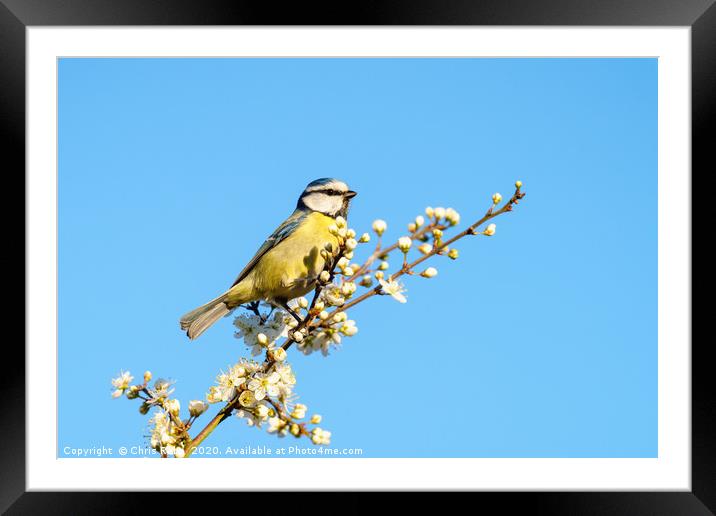 Blue Tit perched among blossoms Framed Mounted Print by Chris Rabe