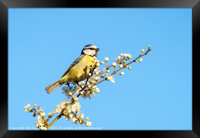 Blue Tit perched among blossoms Framed Print by Chris Rabe