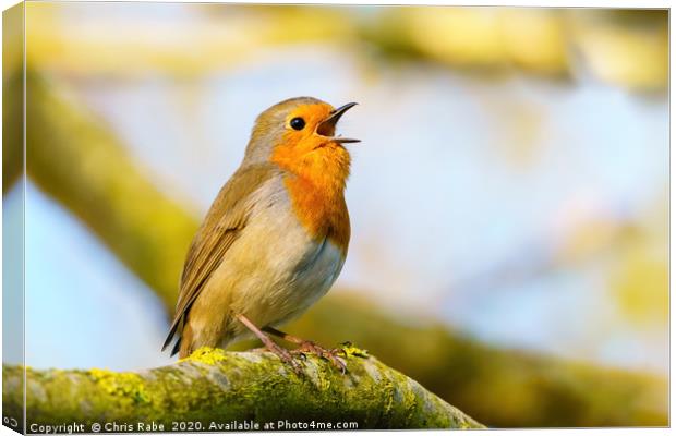 European Robin singing in early morning light Canvas Print by Chris Rabe