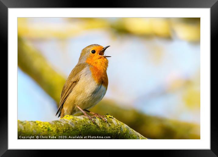European Robin singing in early morning light Framed Mounted Print by Chris Rabe