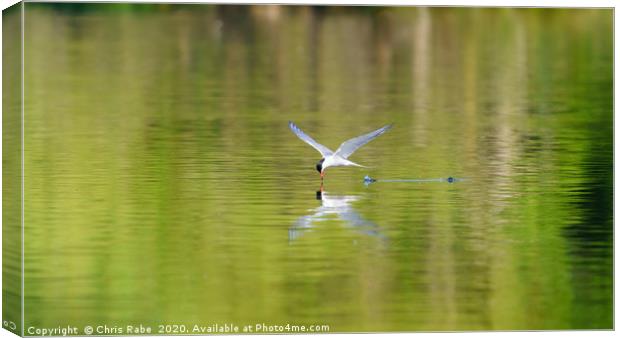 Common Tern skimming water Canvas Print by Chris Rabe