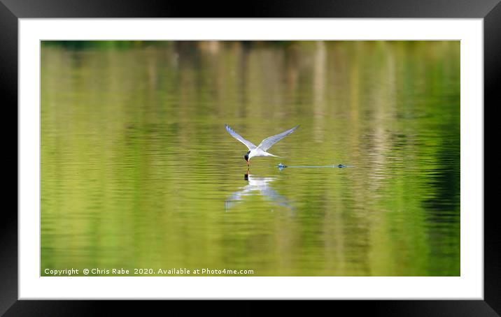 Common Tern skimming water Framed Mounted Print by Chris Rabe