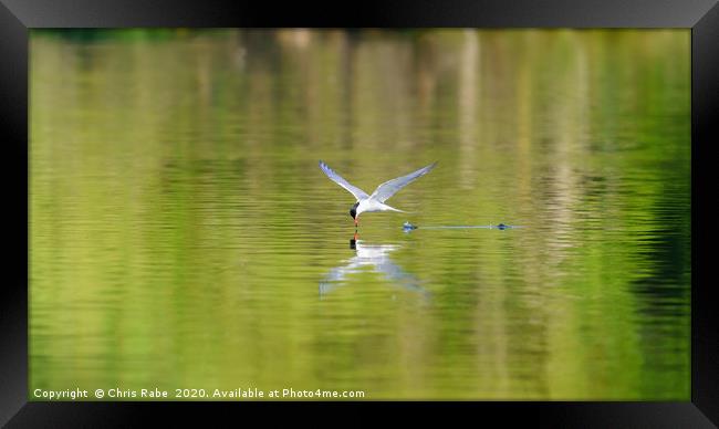 Common Tern skimming water Framed Print by Chris Rabe