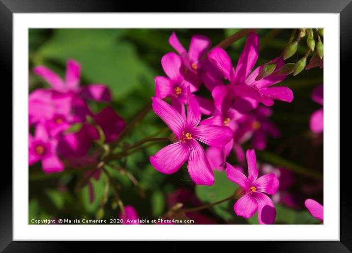 Pink Gillyflowers in a garden  Framed Mounted Print by Marzia Camerano