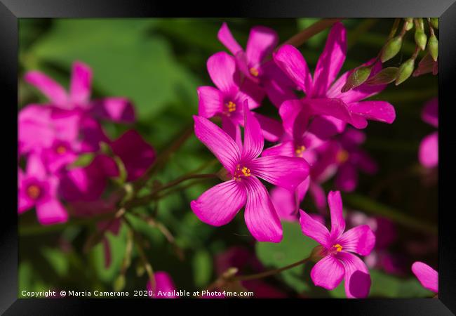 Pink Gillyflowers in a garden  Framed Print by Marzia Camerano