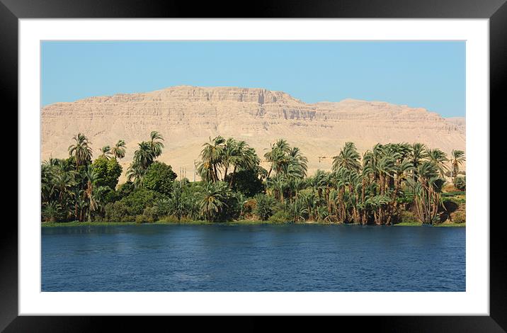 Nile Palms Framed Mounted Print by CJ Barnard