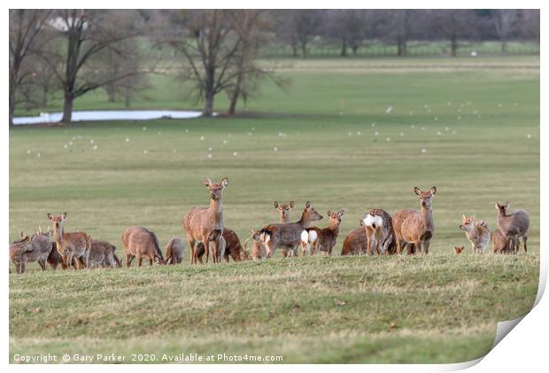 Group of Manchurian Sika Deer, in Woburn, England  Print by Gary Parker