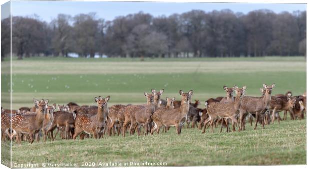Herd of Manchurian Sika Deer, in Woburn, England  Canvas Print by Gary Parker