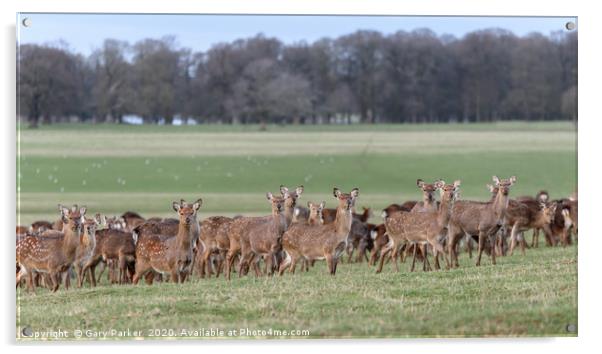 Herd of Manchurian Sika Deer, in Woburn, England  Acrylic by Gary Parker
