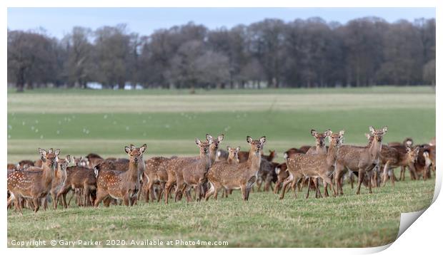 Herd of Manchurian Sika Deer, in Woburn, England  Print by Gary Parker