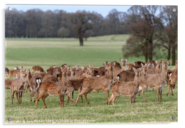 Herd of Manchurian Sika Deer in Woburn Deer Park  Acrylic by Gary Parker