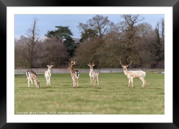 Beautiful Stag Manchurian Sika Deer  Framed Mounted Print by Gary Parker