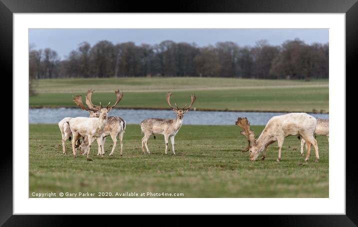 Beautiful Stag Manchurian Sika Deer  Framed Mounted Print by Gary Parker