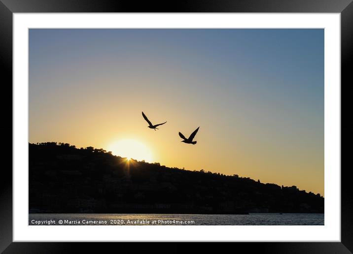 View of sunset and seagulls flying. Framed Mounted Print by Marzia Camerano
