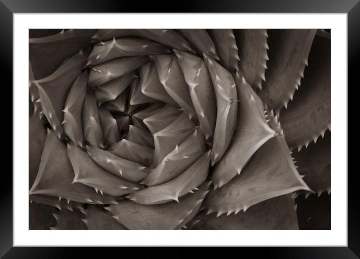 Succulent Framed Mounted Print by Gary Schulze