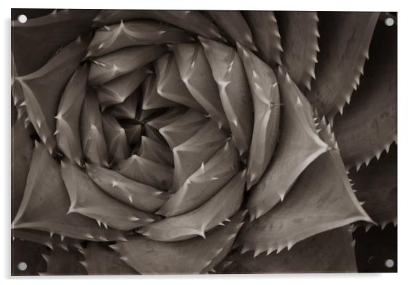 Succulent Acrylic by Gary Schulze