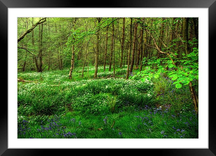 Ramsons and Bluebells Framed Mounted Print by John Edwards
