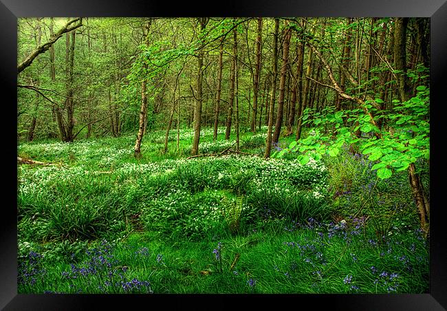 Ramsons and Bluebells Framed Print by John Edwards