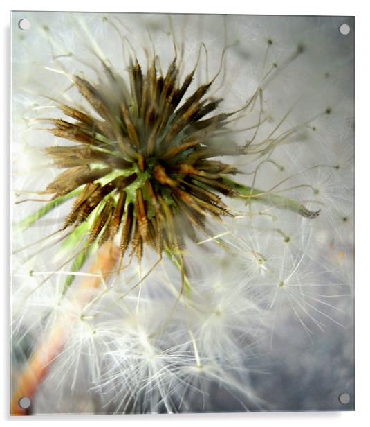 dandelion haze Acrylic by Heather Newton