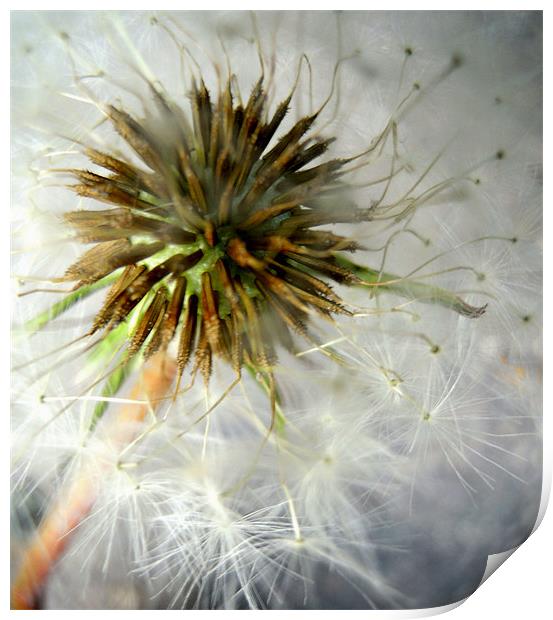 dandelion haze Print by Heather Newton