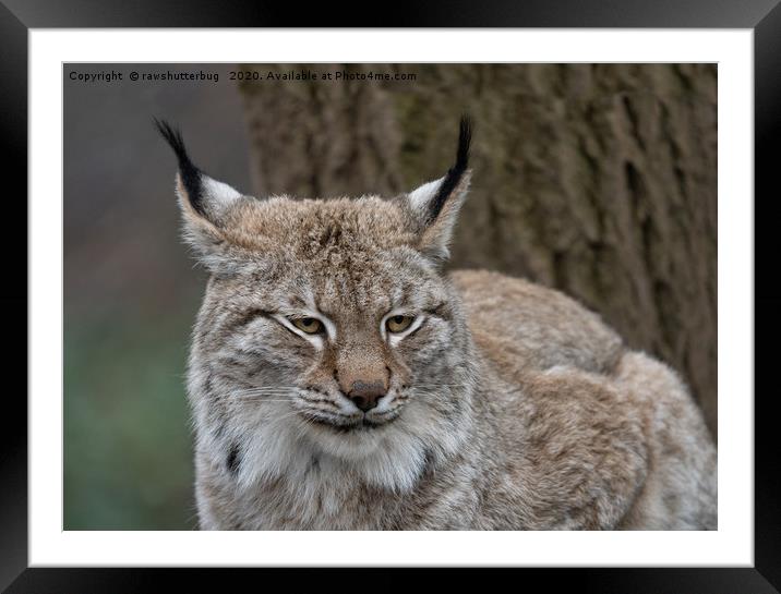 Lynx Framed Mounted Print by rawshutterbug 