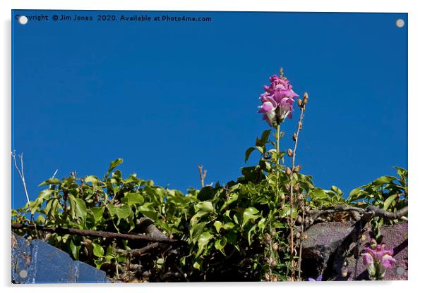Wild Flower and Deep Blue Sky Acrylic by Jim Jones