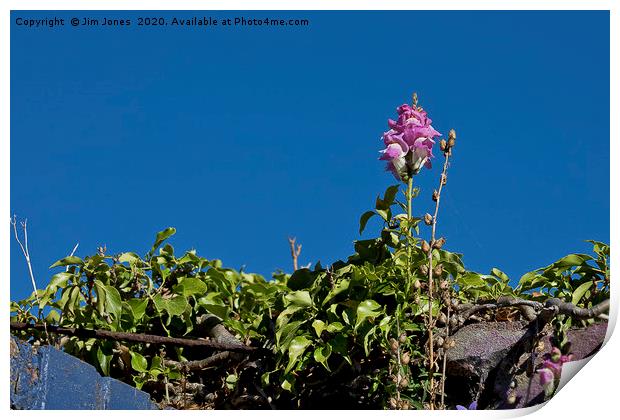 Wild Flower and Deep Blue Sky Print by Jim Jones