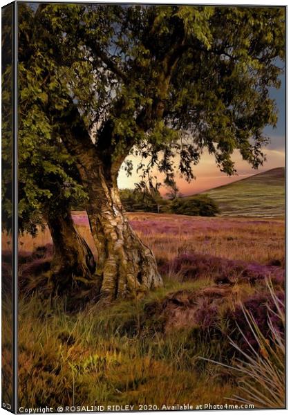 "Evening light on the moors " Canvas Print by ROS RIDLEY