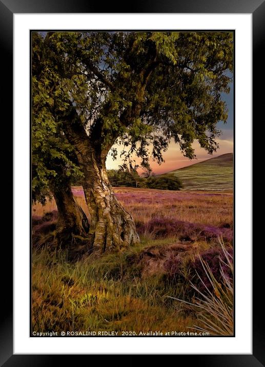 "Evening light on the moors " Framed Mounted Print by ROS RIDLEY