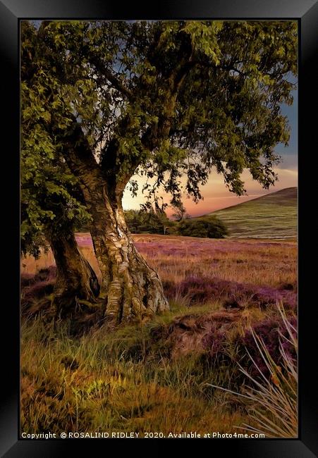 "Evening light on the moors " Framed Print by ROS RIDLEY