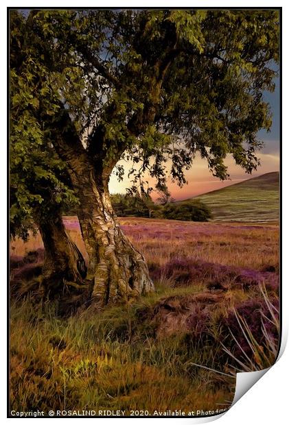 "Evening light on the moors " Print by ROS RIDLEY