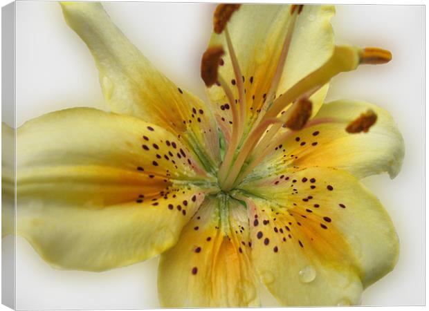 Yellow Asiatic Lily Canvas Print by Jacqi Elmslie