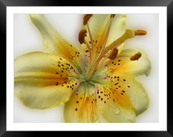 Yellow Asiatic Lily Framed Mounted Print by Jacqi Elmslie