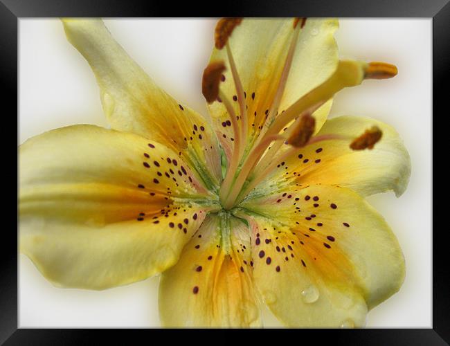 Yellow Asiatic Lily Framed Print by Jacqi Elmslie