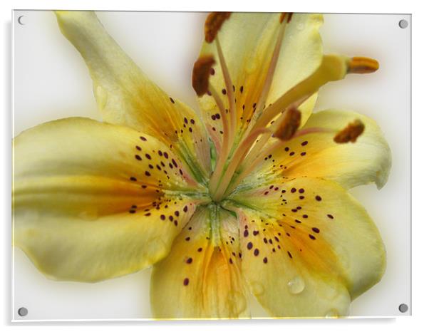 Yellow Asiatic Lily Acrylic by Jacqi Elmslie