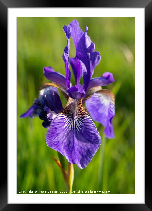Siberian Iris Framed Mounted Print by Kasia Design