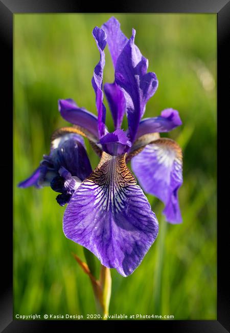Siberian Iris Framed Print by Kasia Design