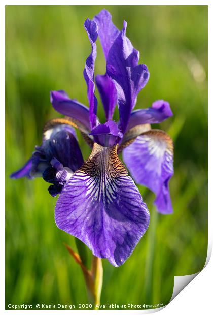 Siberian Iris Print by Kasia Design