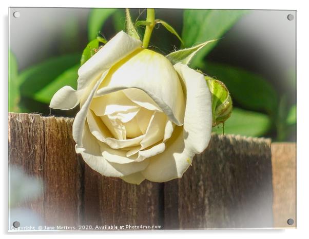 White Rose Acrylic by Jane Metters