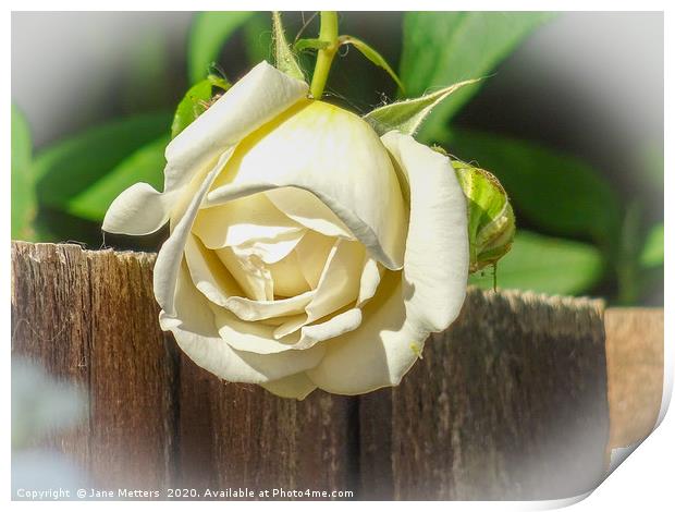 White Rose Print by Jane Metters