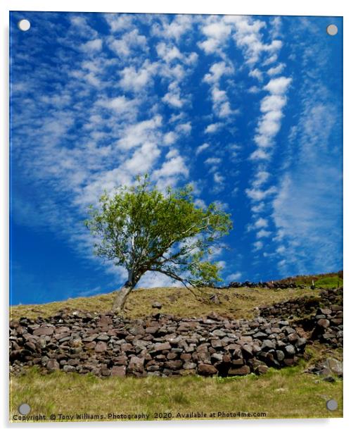 Lonesome Tree Acrylic by Tony Williams. Photography email tony-williams53@sky.com