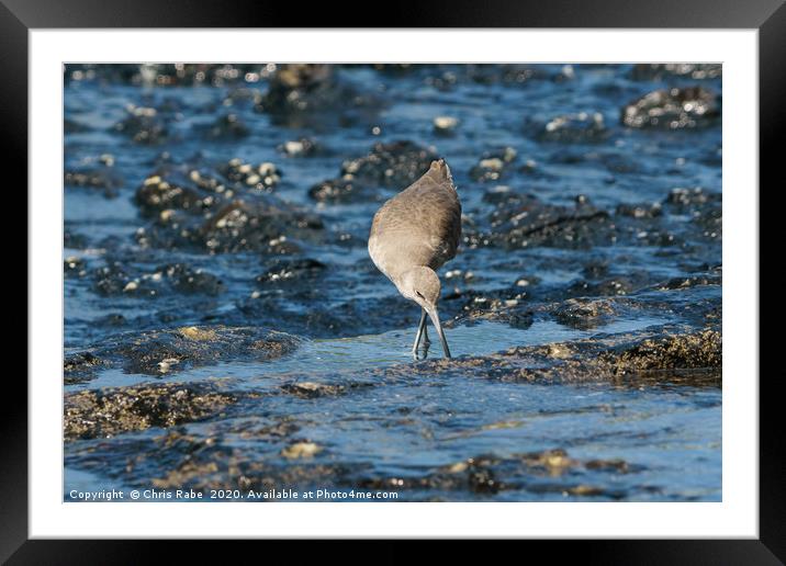 willet foraging for food at low tide Framed Mounted Print by Chris Rabe